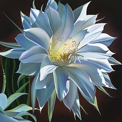 Image of Night Song, Cactus Bloom by Dyana Hesson