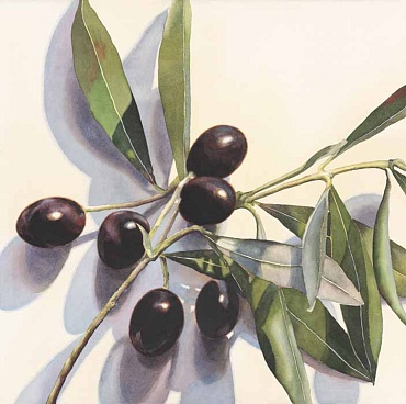 Image of The Olive Branch by Kathrine Lemke Waste