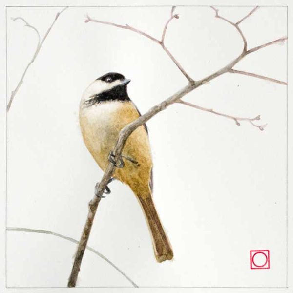 Chickadee by Benjamin M Johnson