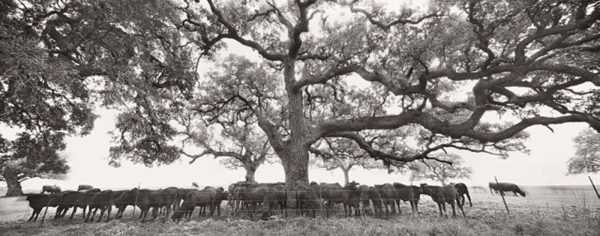 Brangus Heifers, Live Oak County, Texas by Jay Dusard